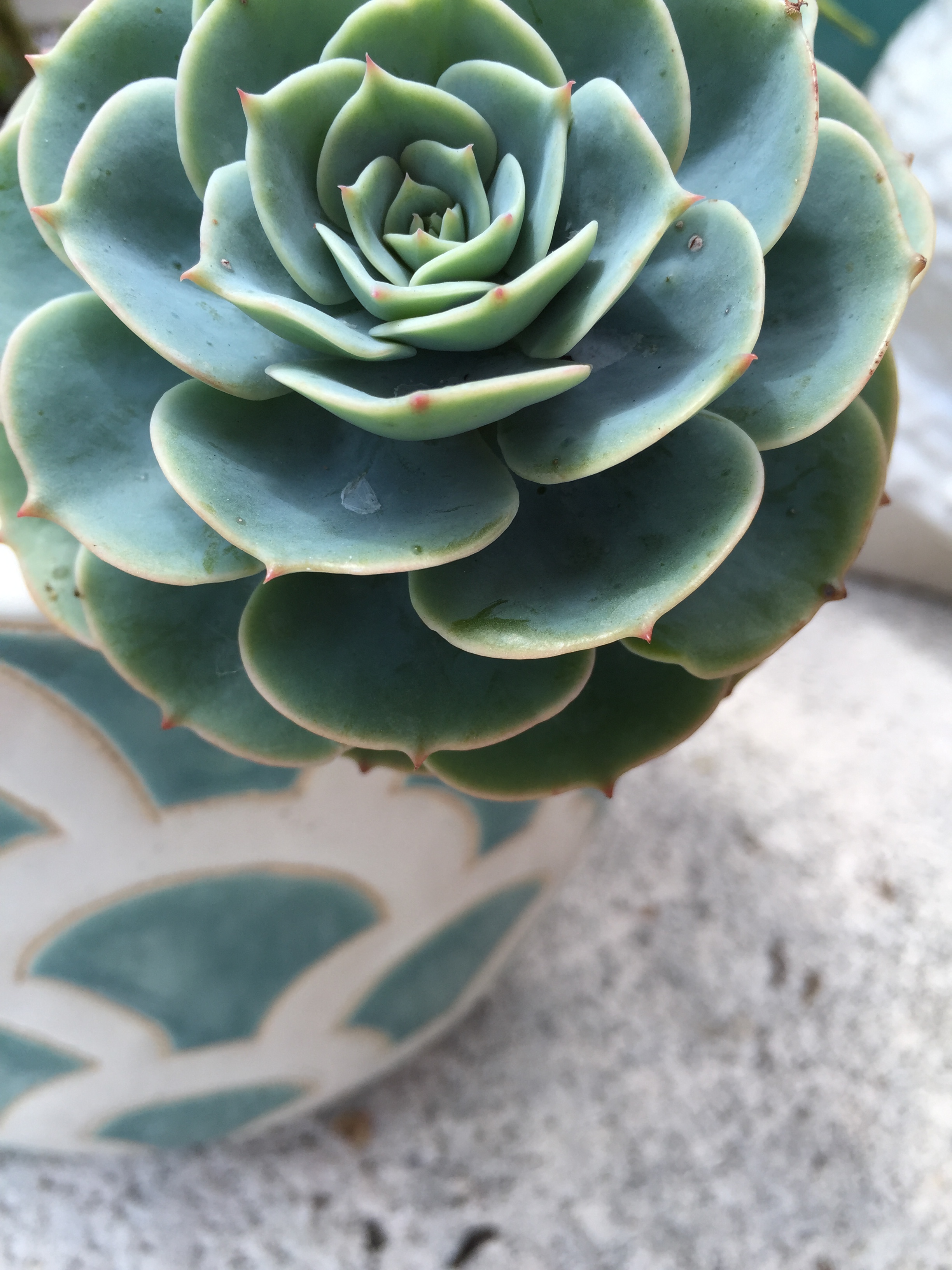 Miami Cactus and Succulent Planters