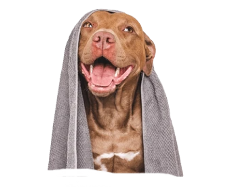 cute-brown-dog-blue-towel-260nw-24775792