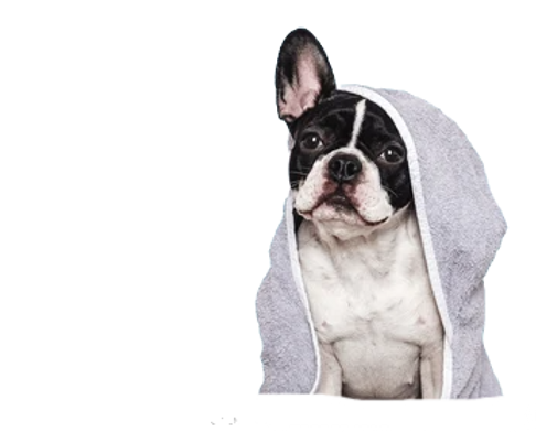 cute-puppy-blue-towel-grooming-260nw-255