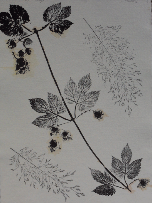 Meadow 1