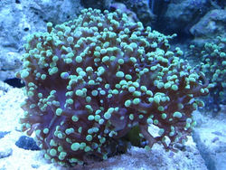 FROGSPAWN PUNTAS VERDES