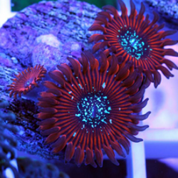 ZOA MAGICIAN