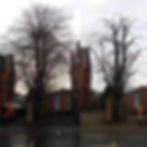 Crown reduction of limes in Beeston