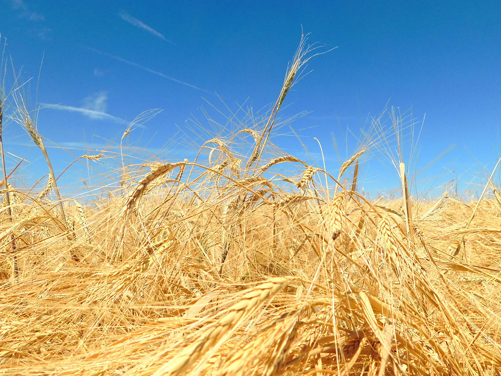 Wheat Field Calipatria, CA