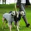 Thumbnail: Stix available at Margaux's Lifestyle Store for Dogs