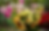 Fermette Poulin- Cosmos (7).png