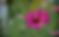 Fermette Poulin- Cosmos (12).png