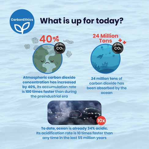 Ocean acidification. Blue carbon ecosystem, carbon, ocean, coral bleaching, Ocean Acidification, marine ecosystems. CarbonEthics Indonesia