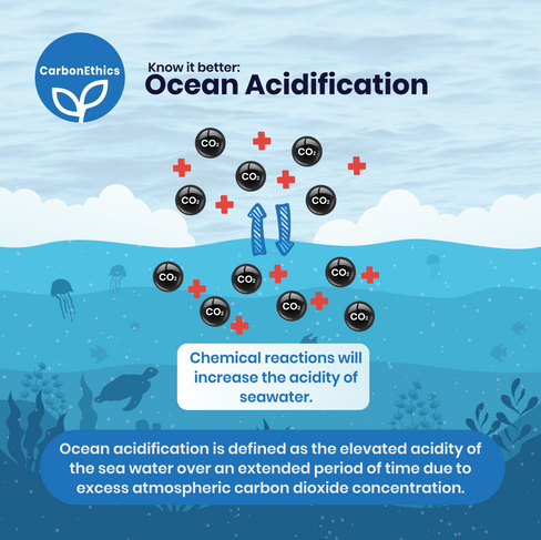 Ocean acidification. Blue carbon ecosystem, carbon, ocean, coral bleaching, Ocean Acidification, marine ecosystems. CarbonEthics Indonesia