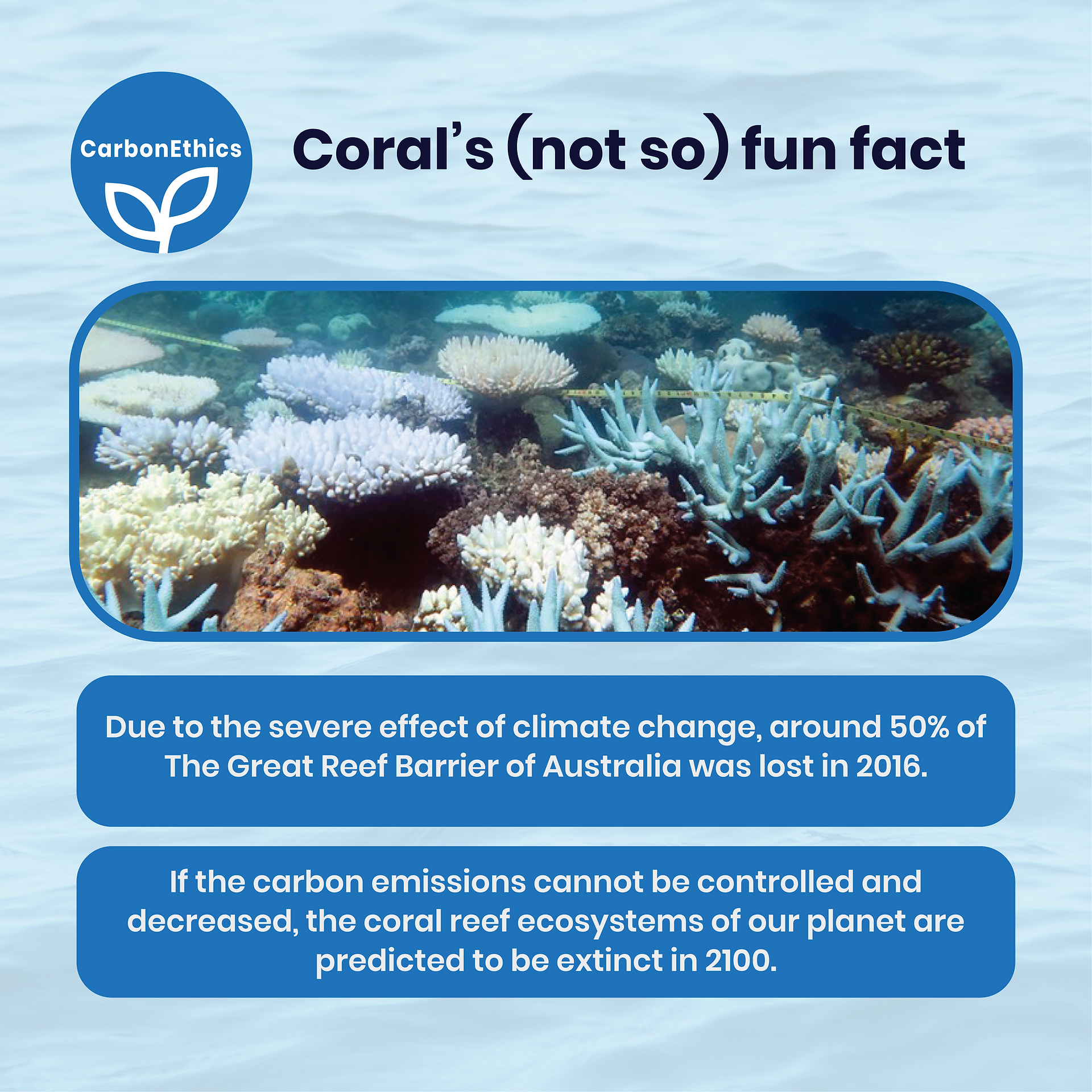 Coral Bleaching. Blue carbon ecosystem, carbon, ocean, coral bleaching, Ocean Acidification, marine ecosystems. CarbonEthics Indonesia