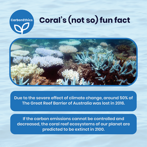 Coral Bleaching. Blue carbon ecosystem, carbon, ocean, coral bleaching, Ocean Acidification, marine ecosystems. CarbonEthics Indonesia