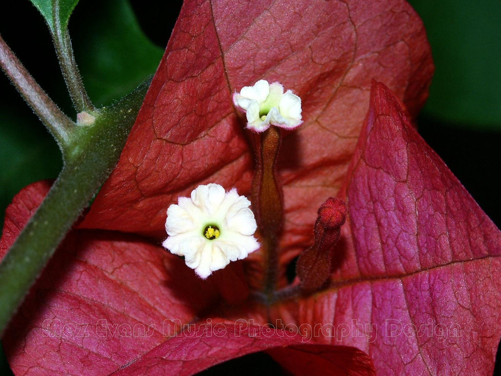 Thumbnail: DAISY, Pink