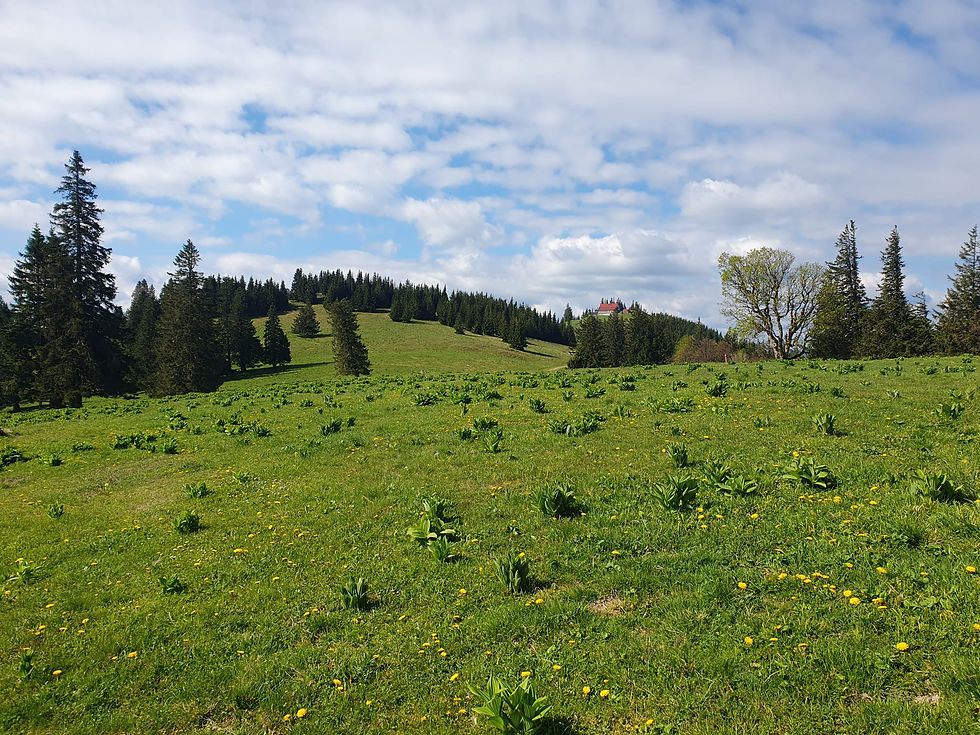 Die Alm am Tirolerkogel