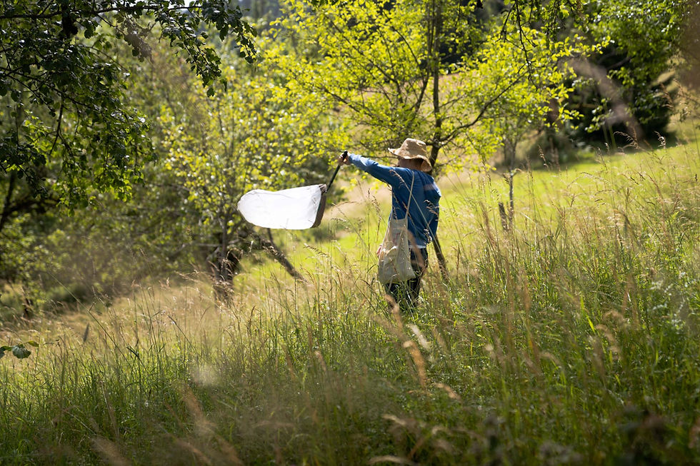 Wildbienen werden mit einem Netz auf einer Streuobstwiese eingesammelt