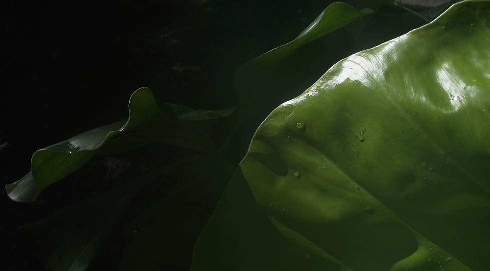 Capture d’écran 2025-11-13 à 14.56.01.png