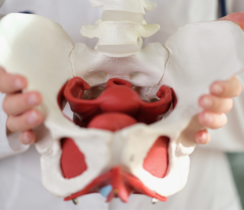 The doctor's hands hold the anatomical m