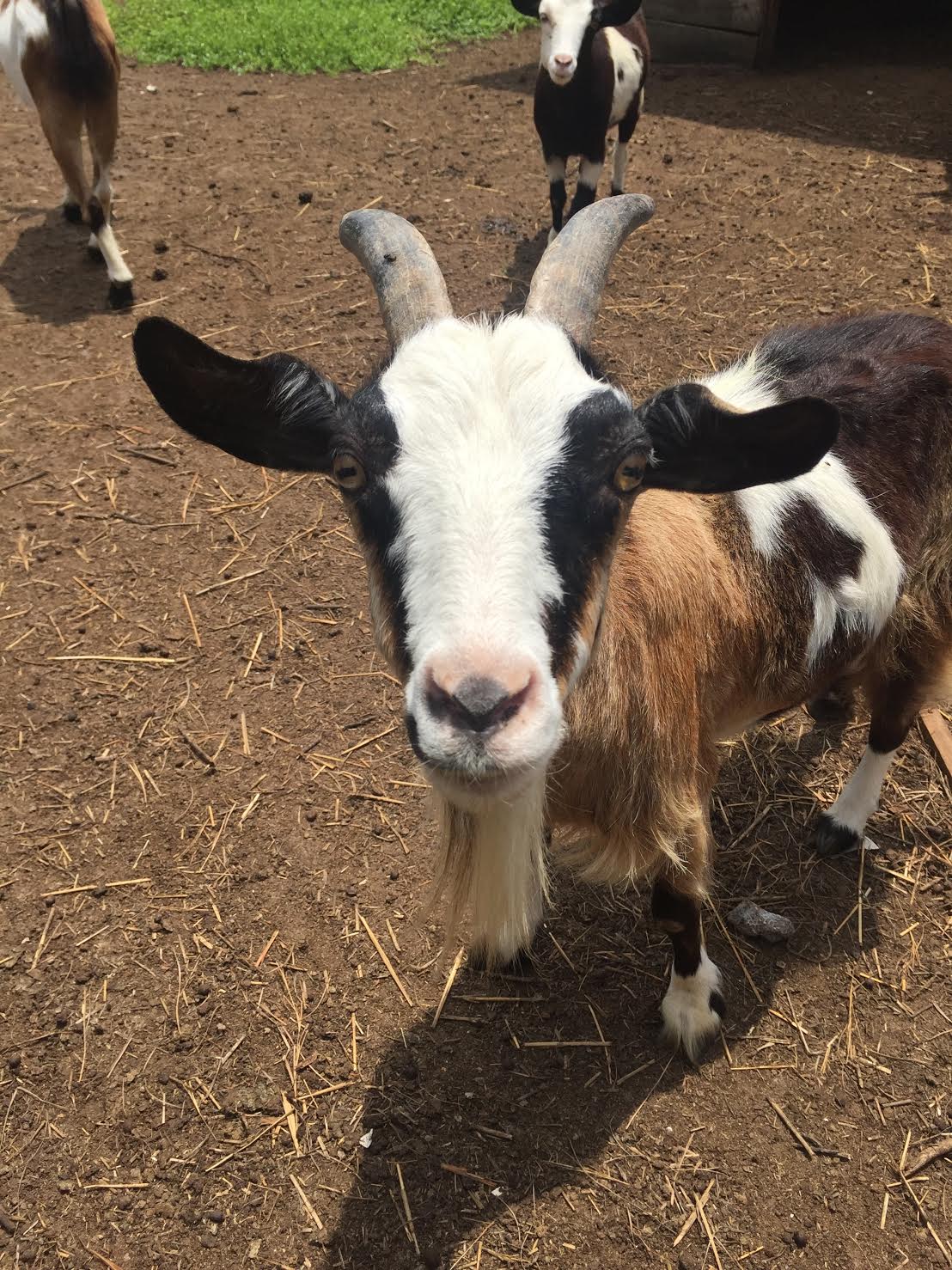 PLAYGROUND & PETTING ZOO hunsaderfarms