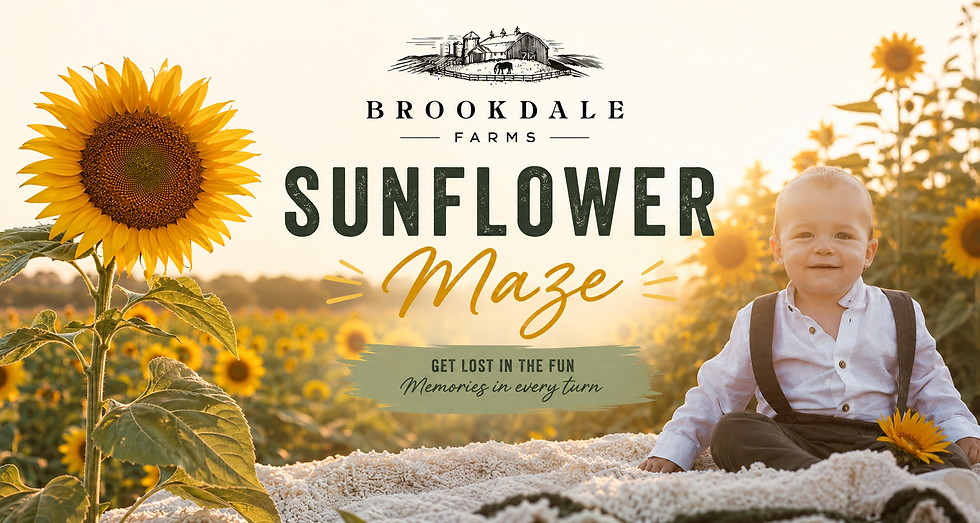 Sunflower Maze at Brookdale Farms