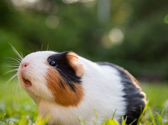 Guinea-Pig-Appreciation-Day.jpeg