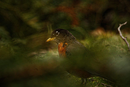 robin hidden amongst the leaves