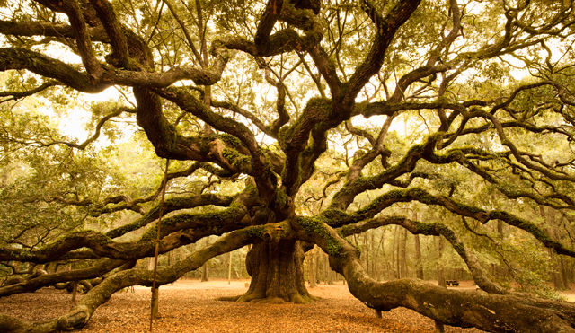 The Tree