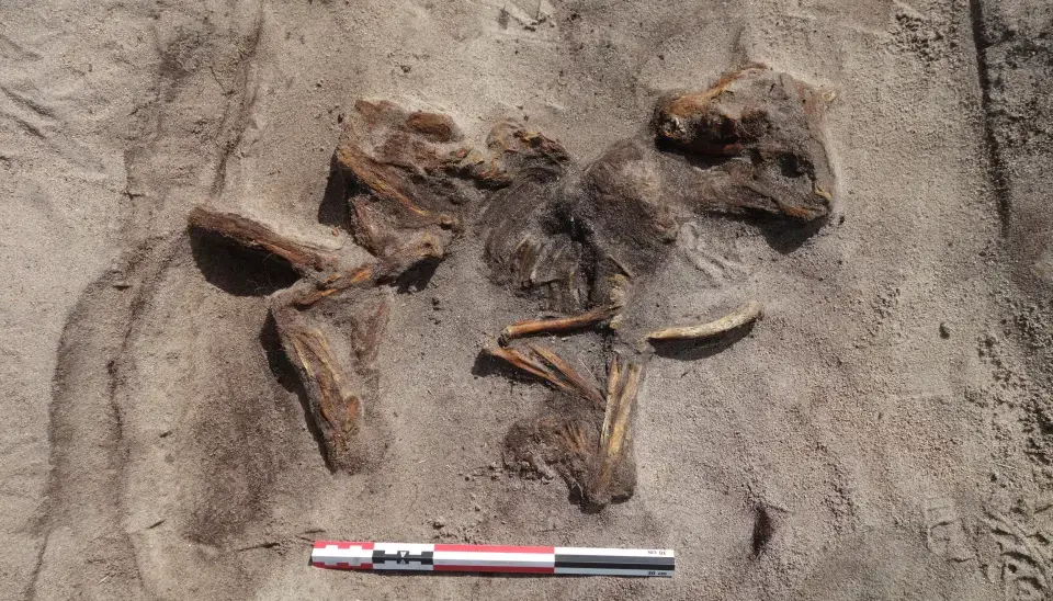 Une tombe en bateau de l'ère viking découverte sur une île du nord de la Norvège