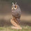 Thumbnail: Long Eared Owl Sculpture