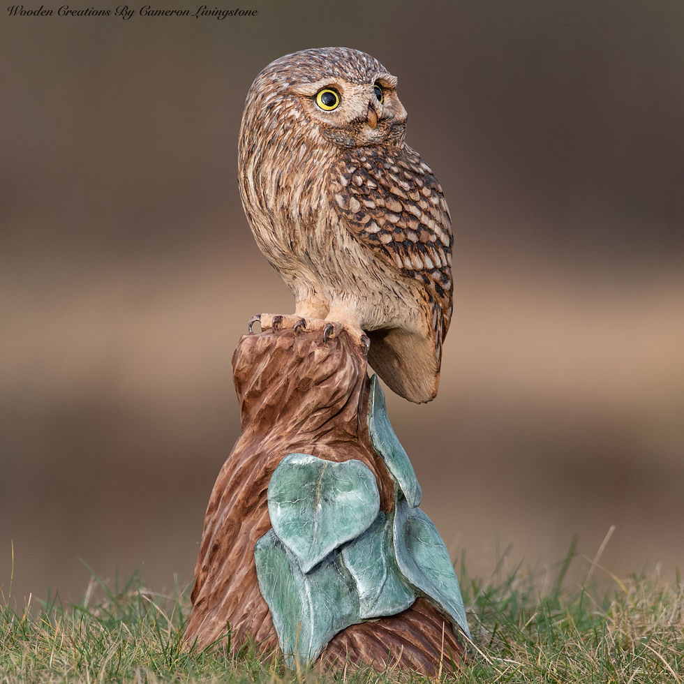 Little Owl