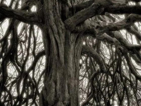 Life of Trees