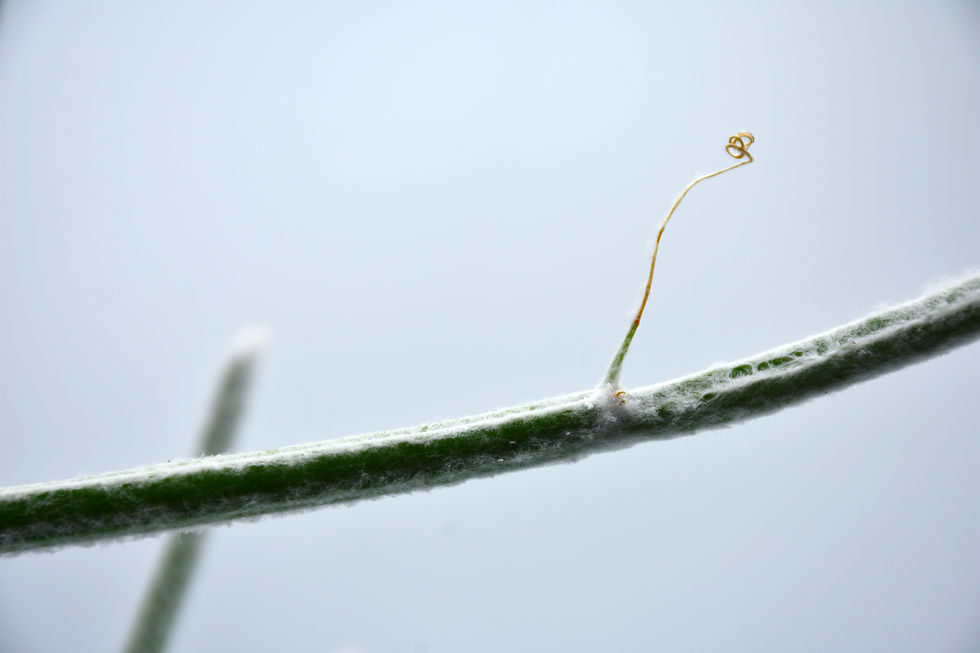 Thumbnail: Seyrigia humbertii