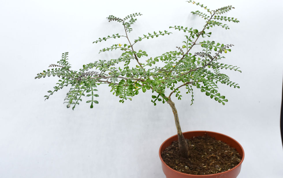 Operculicarya decaryi