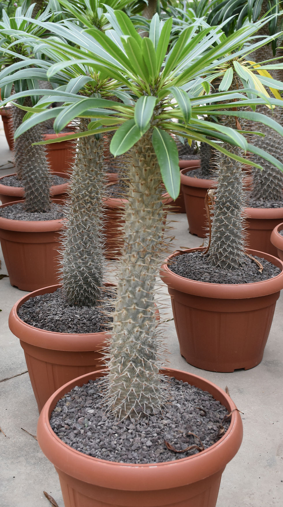 Thumbnail: Pachypodium lamerei