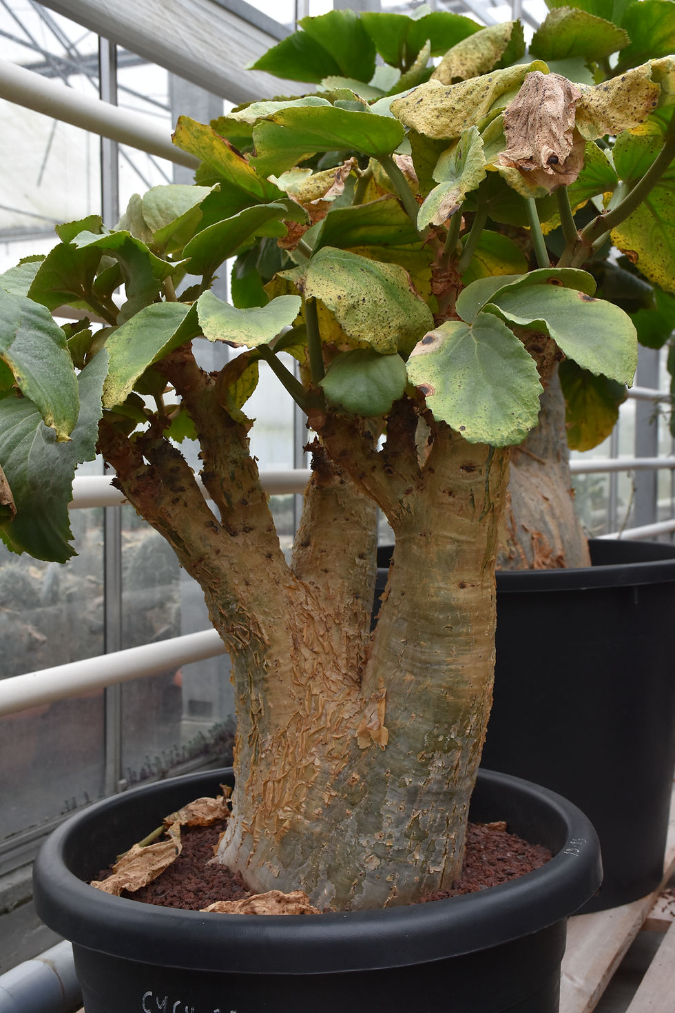 Thumbnail: Cyphostemma currorii