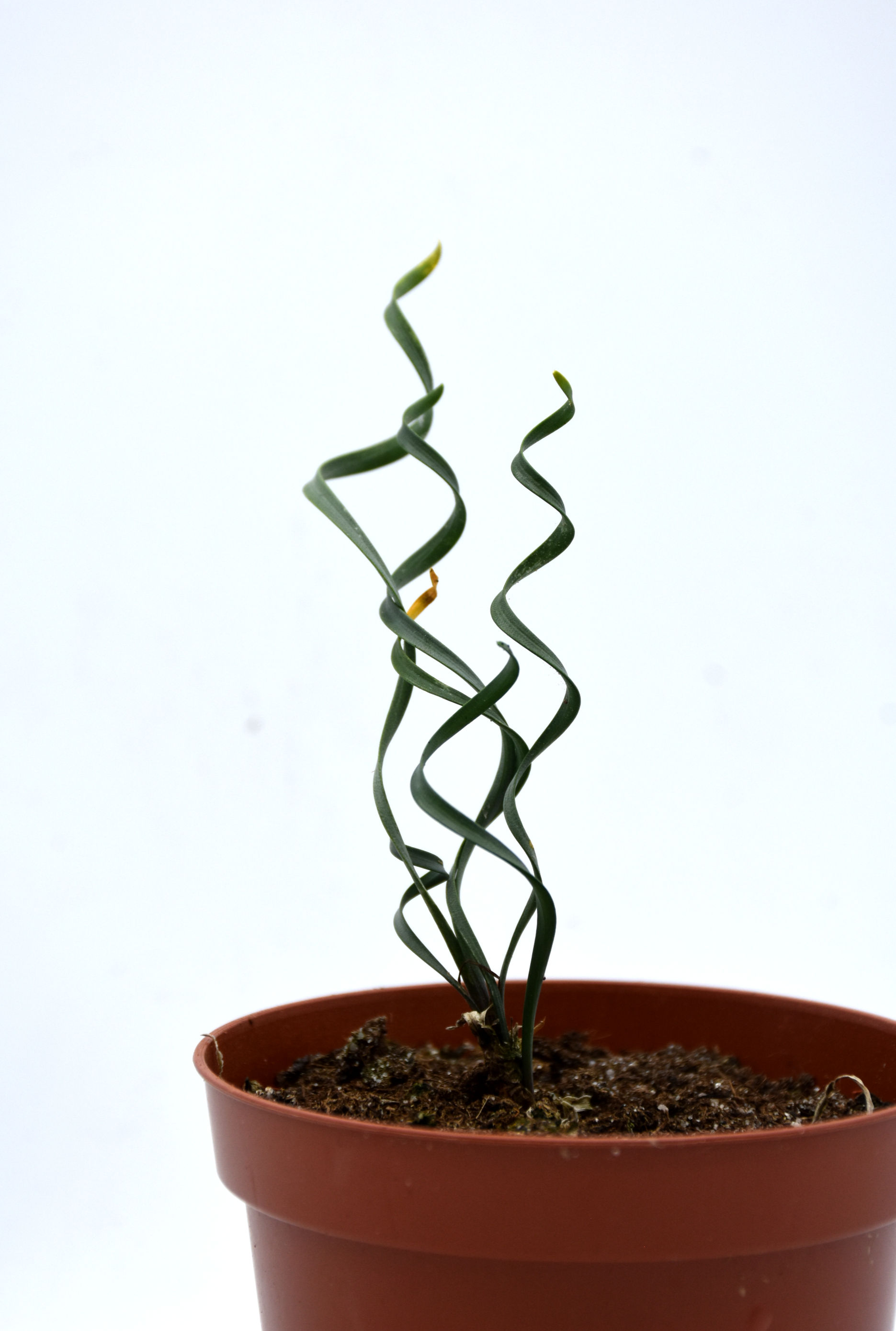 Cyrtanthus spiralis klein