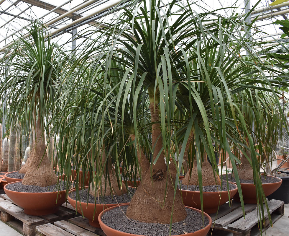 Beaucarnea recurvata