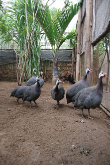 Guinea fowls gathered together.