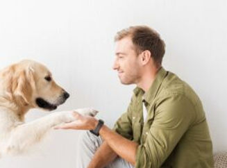 golden-retriever-dando-a-pata-300x200.jpg