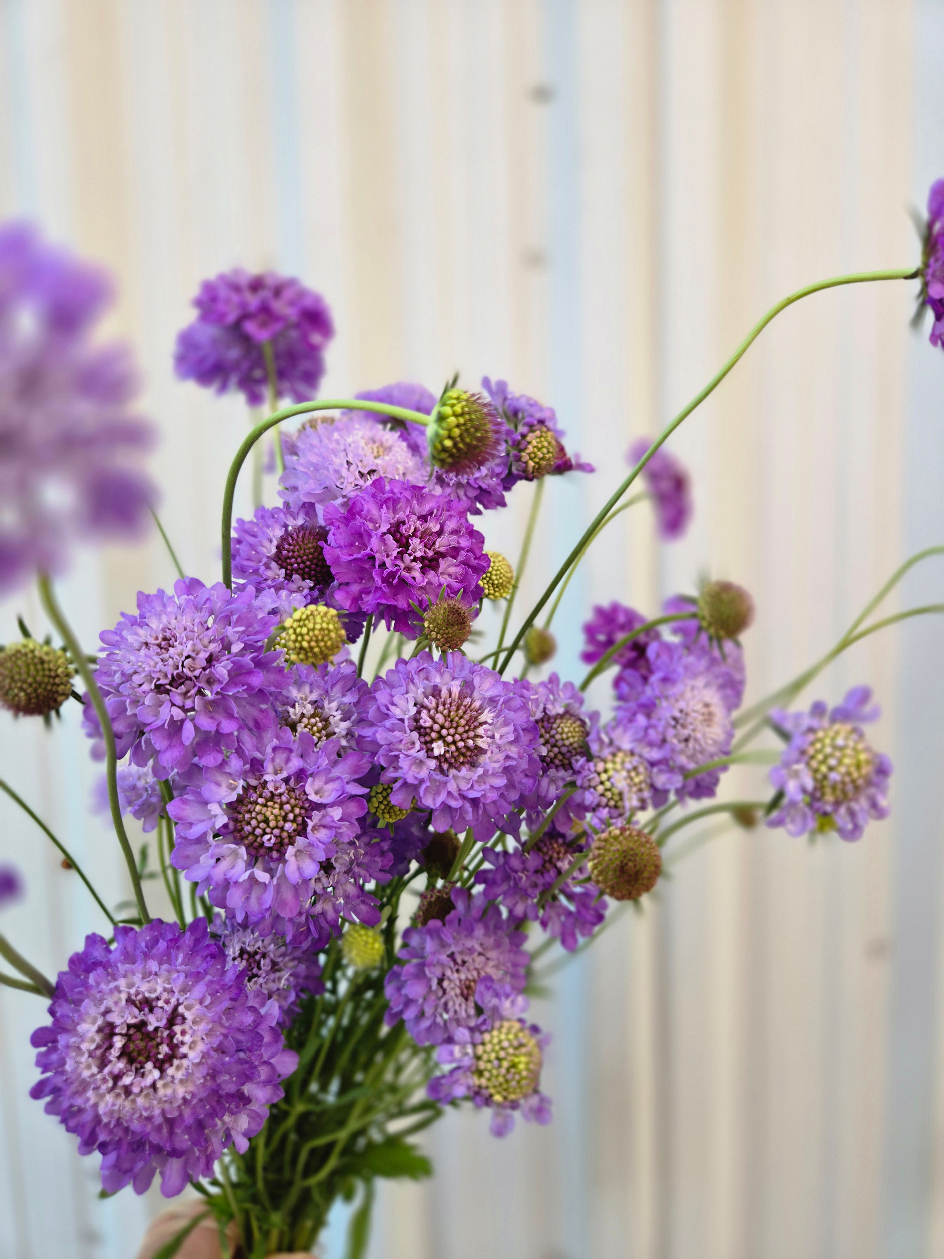 Scabiosa - Oxford Blue