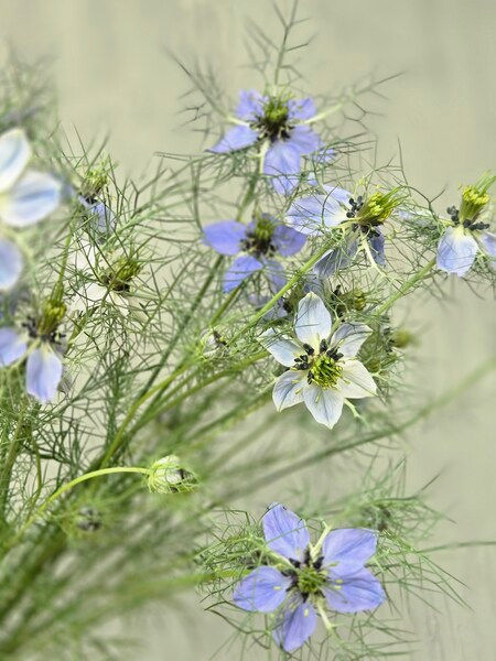 Nigella