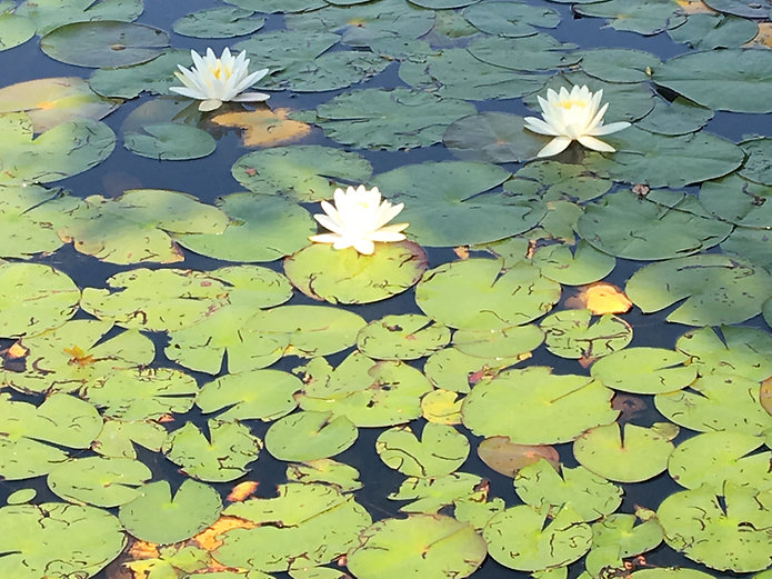 Water Lillies :Photo Demo