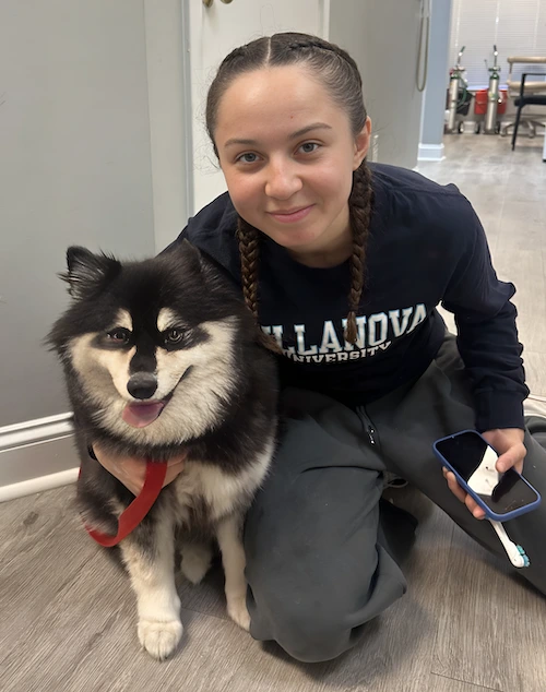 Zoey-Pomsky-Dog-Comfort cropped.webp