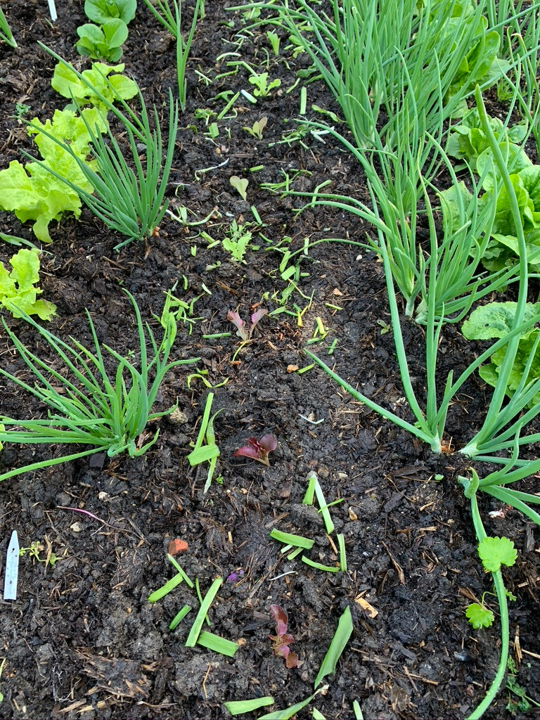 planting lettuce seedlings