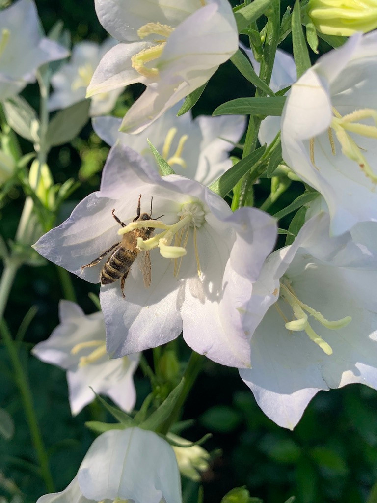 Campanula persicifolia