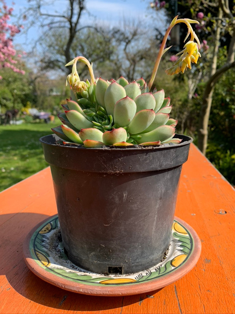 Sempervivem succulent