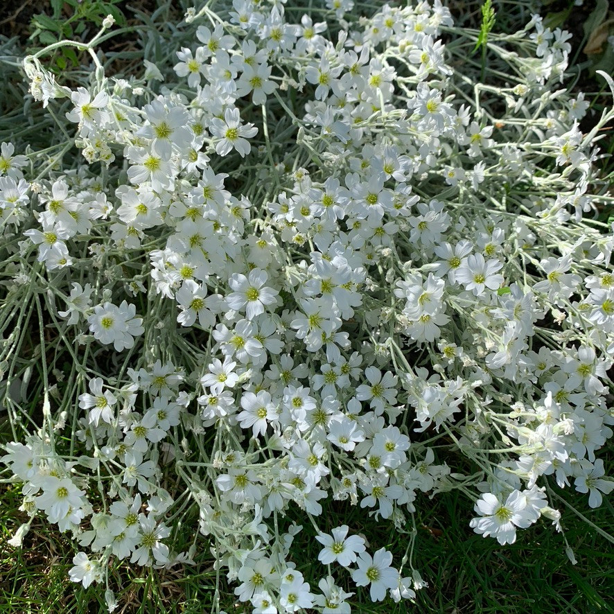 Potentilla fruticans and Cerastium tomentosum