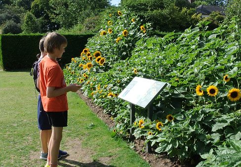 The Science of Branching, sunflowers at Cambridge University Botanic Garden, Alison Murray Garden Design