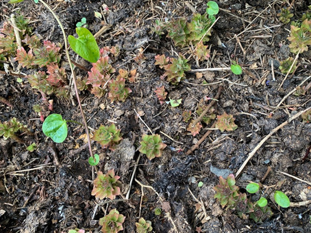 Things to do in the garden during lockdown, day 7: Beat the bindweed!