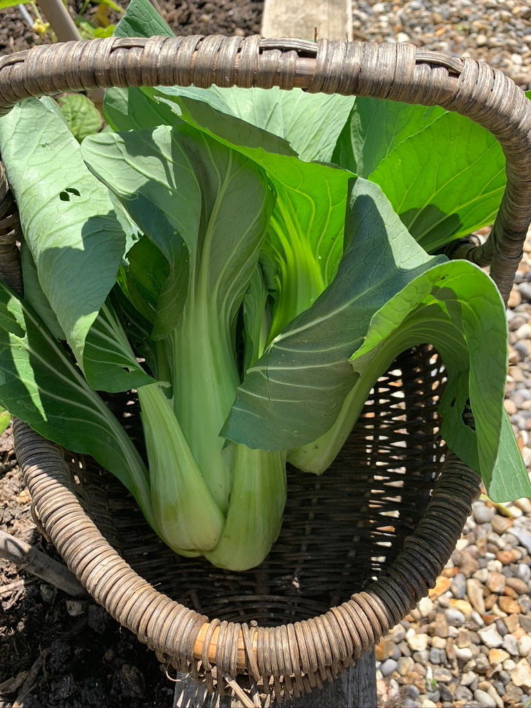 pak choi