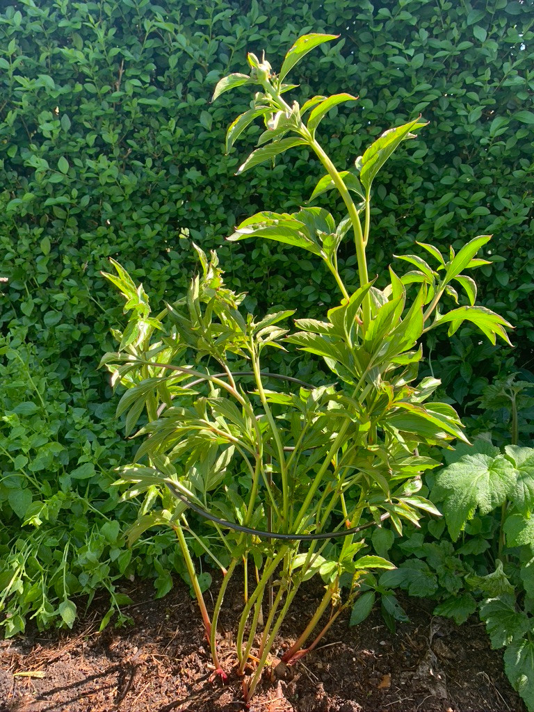 staking peonies