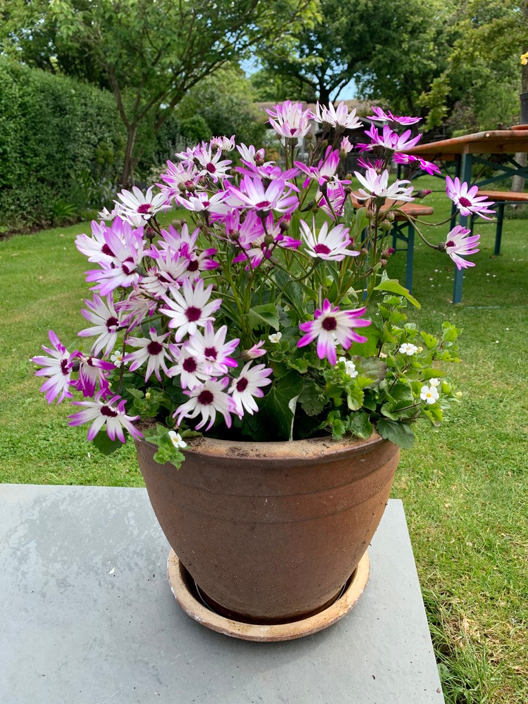 container gardening